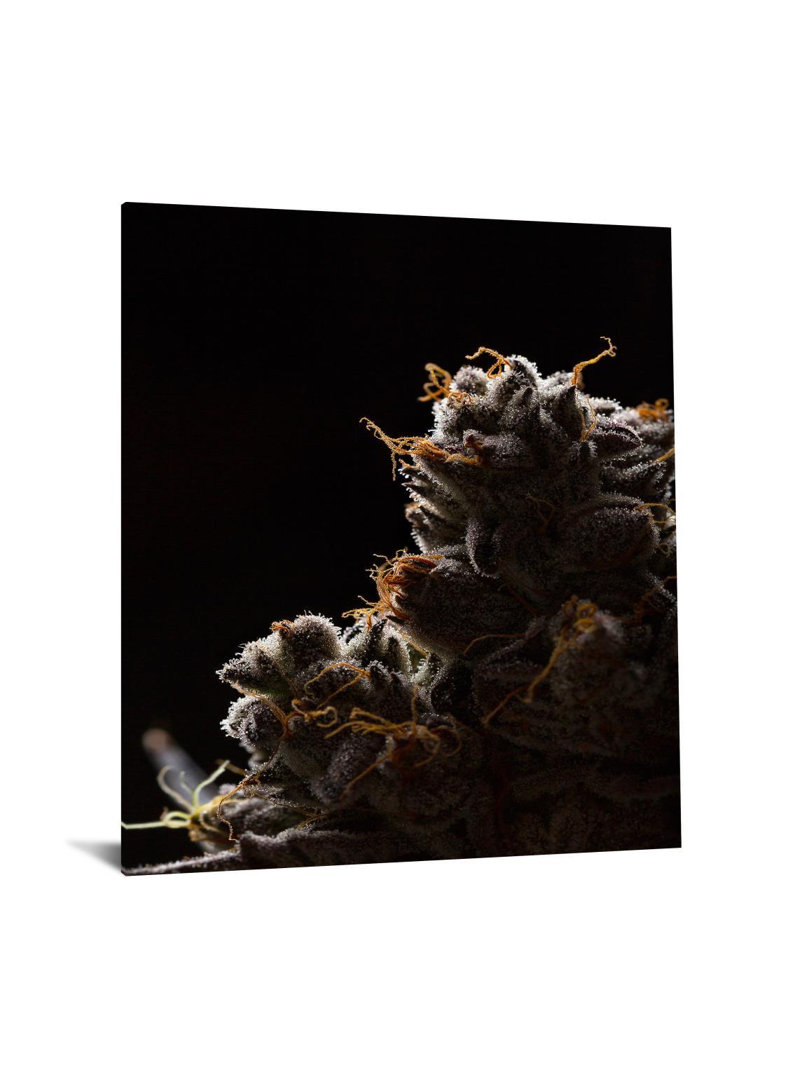Cann 1 Tempered Glass with Foil