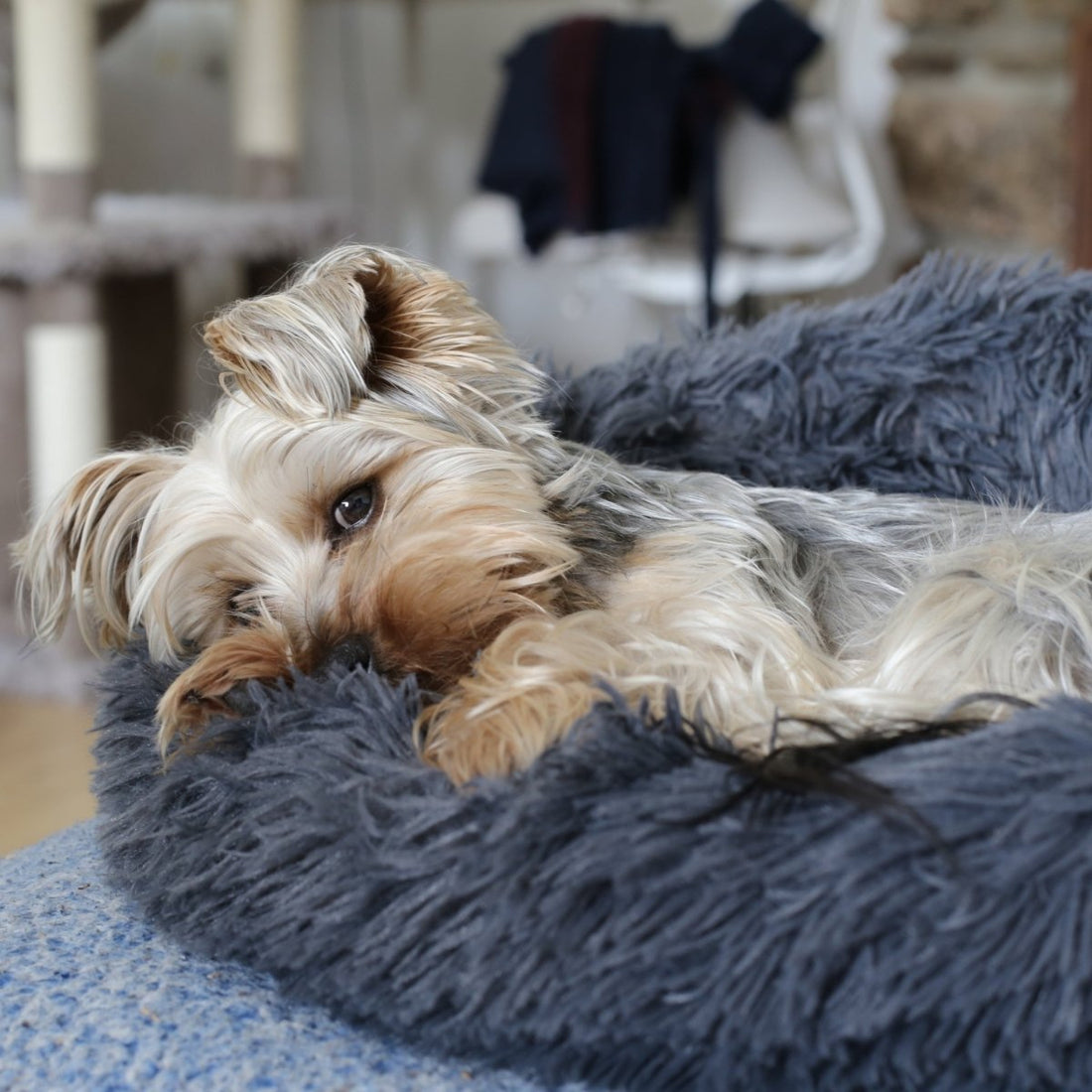 The Ultimate Guide to Pet-Friendly Furniture - Alpine Outlets