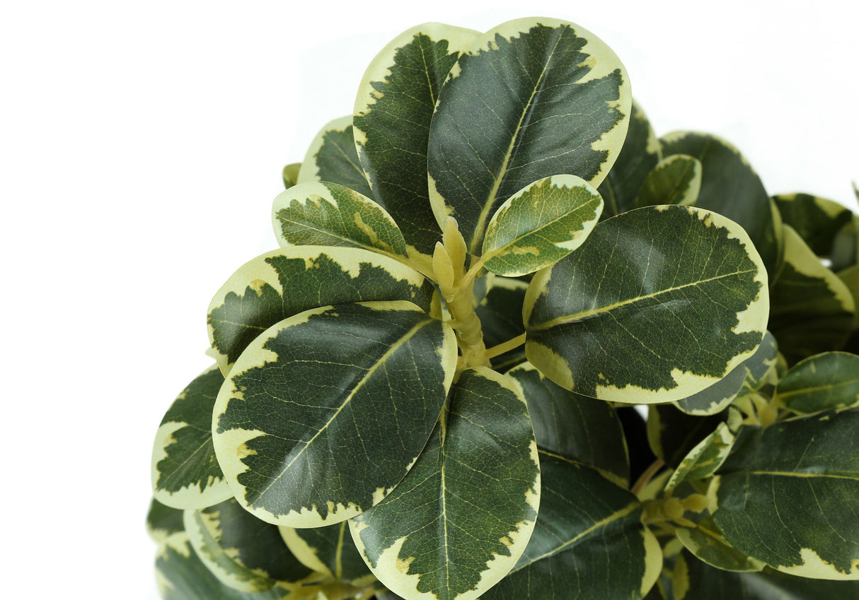 14" Tall, Artificial Plant, Ficus, Indoor, Faux, Fake, Table, Greenery, Potted, Decorative (Set of 2) - Green / Black - Plants - Alpine Outlets