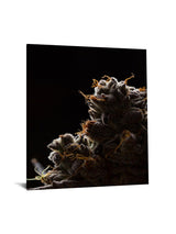 Cann 1 Tempered Glass with Foil