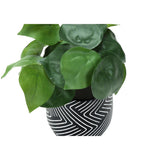Artificial Alocasia Plant (Set of 2)