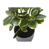 Artificial Ficus Elastica Plant (Set of 2)